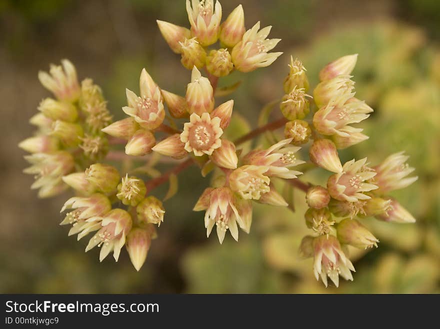 Close up of flowering succulent in spring