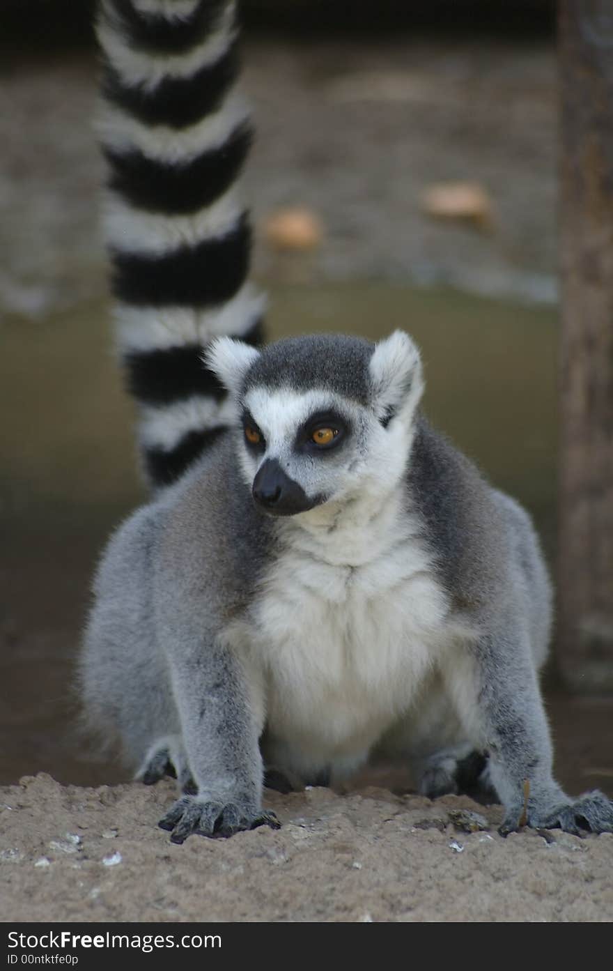 Lemur 1