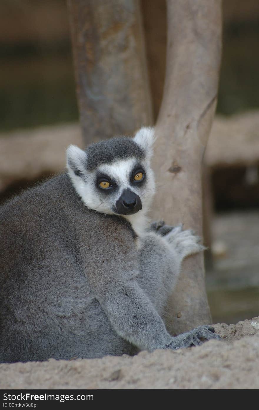 Lemur 3