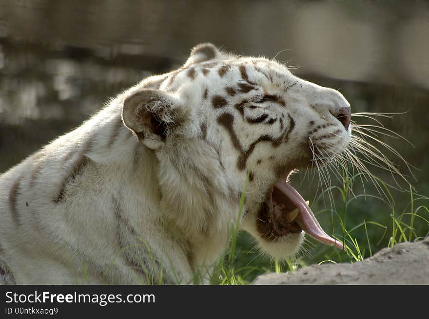 A white Bengal tiger yawns. A white Bengal tiger yawns.