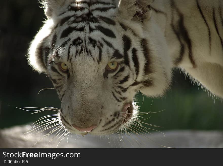 A closeup portrait of a Bengal tiger. A closeup portrait of a Bengal tiger.