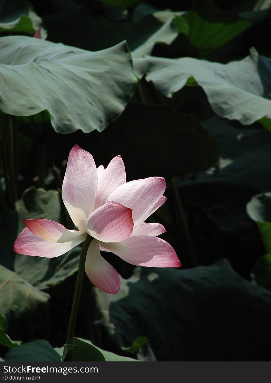 Bright pink flower and dark green background emphasis the dignity and purity of the flower. This picture want to take a peaceful feeling to reader. Bright pink flower and dark green background emphasis the dignity and purity of the flower. This picture want to take a peaceful feeling to reader.