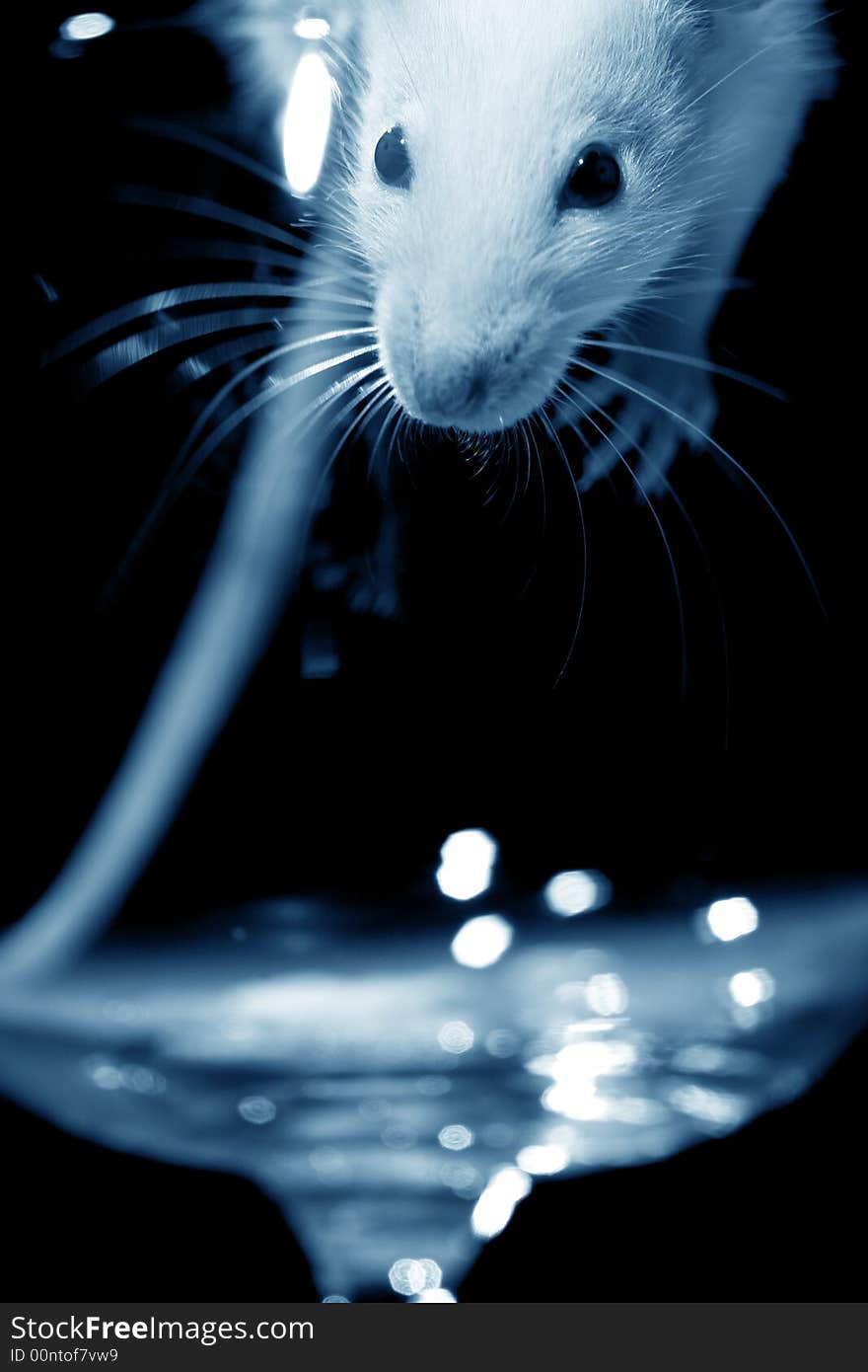 White rat on a black background