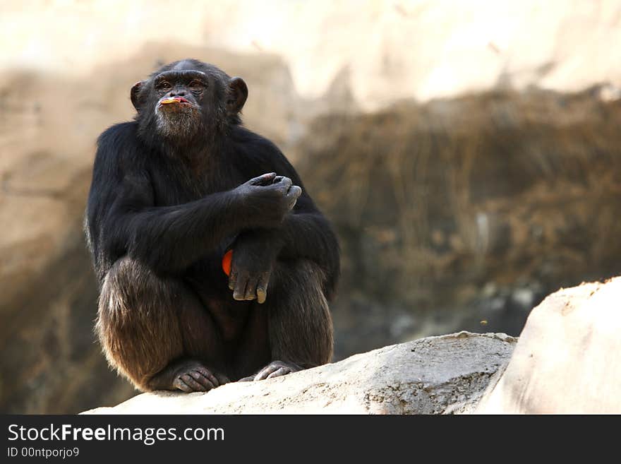 Chimpanzee eating an apple and sitting on a rock