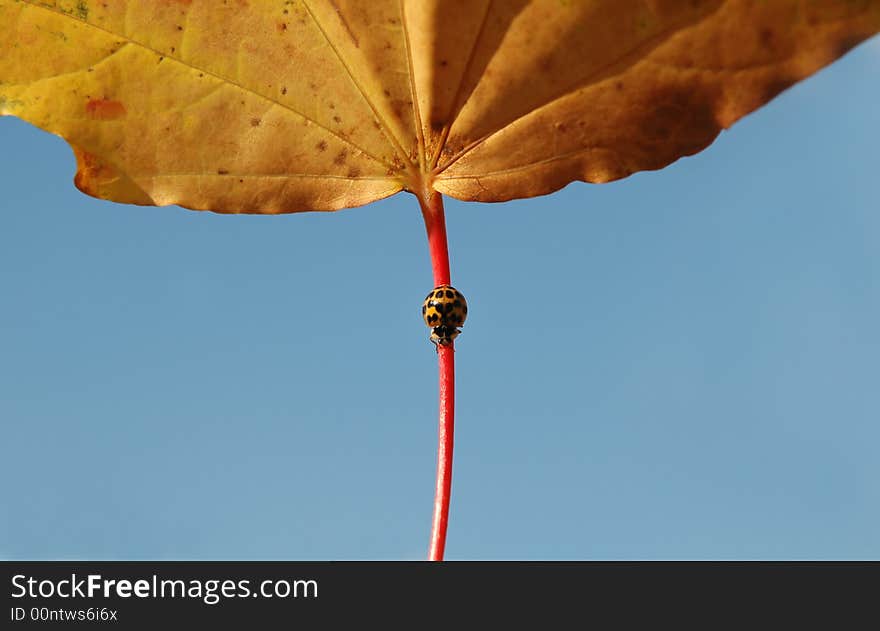 Tiny ladybug on large autumn leaf. Tiny ladybug on large autumn leaf