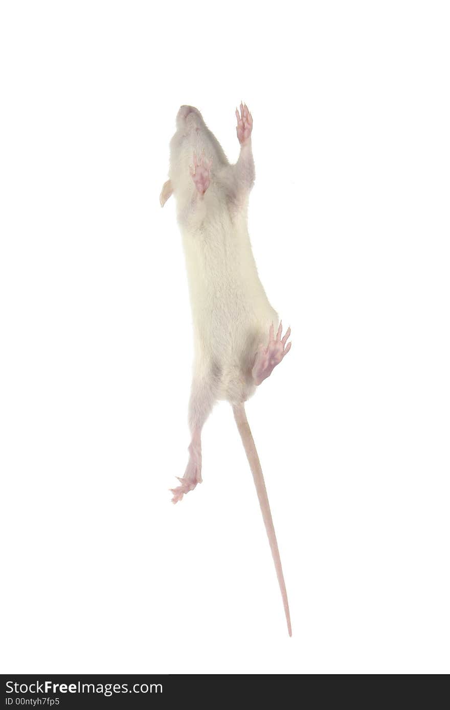 Rat