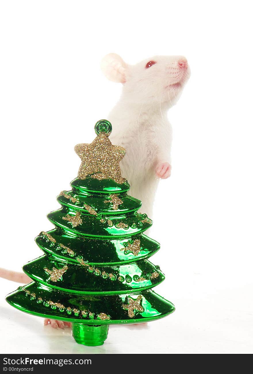 Rat on a white background