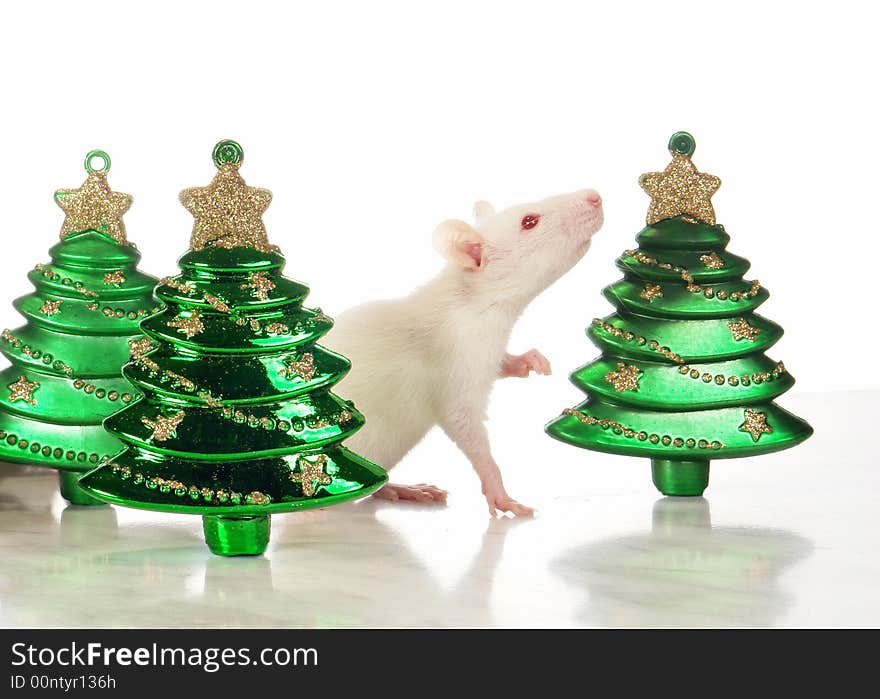 Rat on a white background