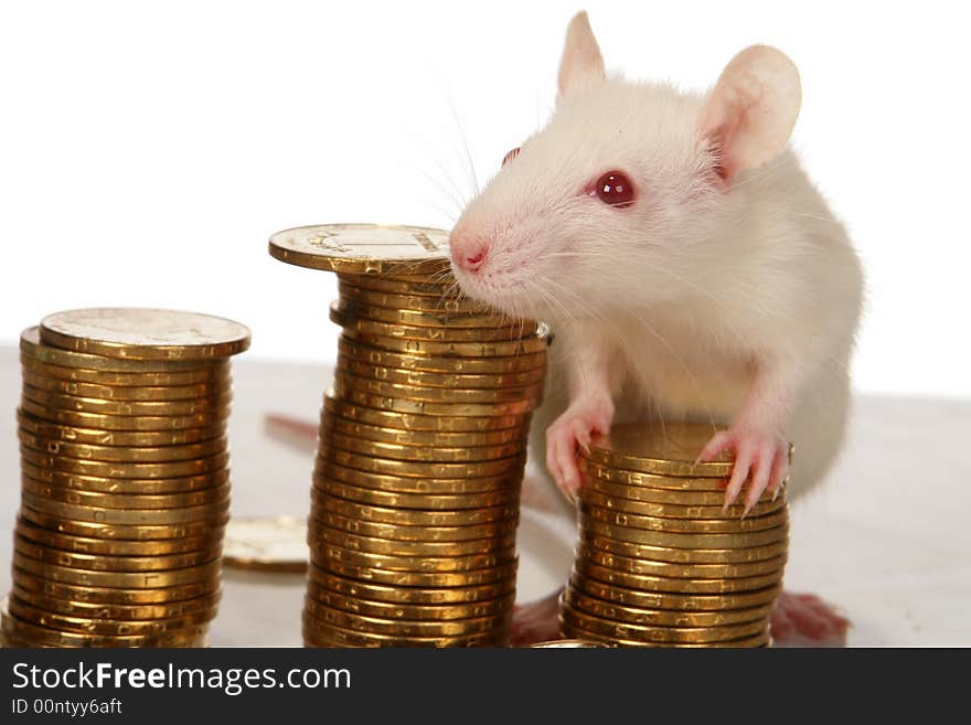 Rat on a white background