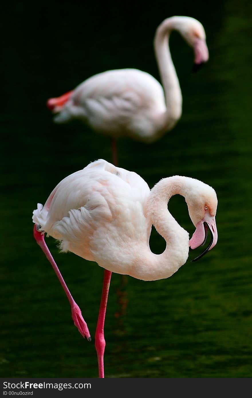 Two flamingos  stand in green lake. The flamingo  behind is similar  to reflection of the first flamingo.