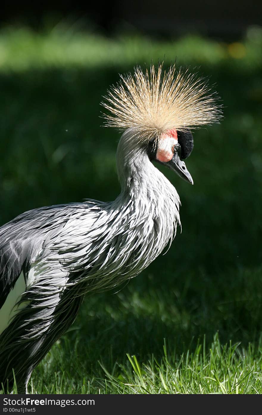 Crowned Crane