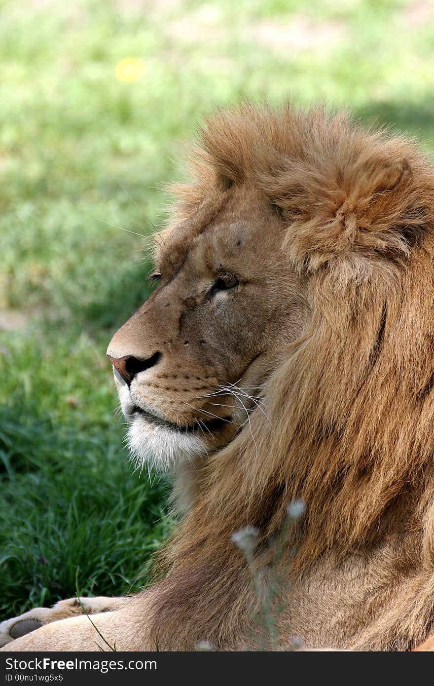 Portrait of resting male lion. Portrait of resting male lion