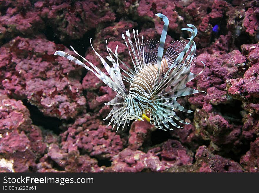 Lionfish