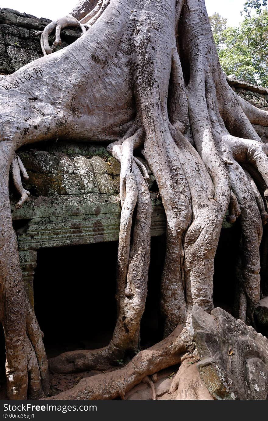 Tree in Ta Prohm, Angkor Wat, Cambodia