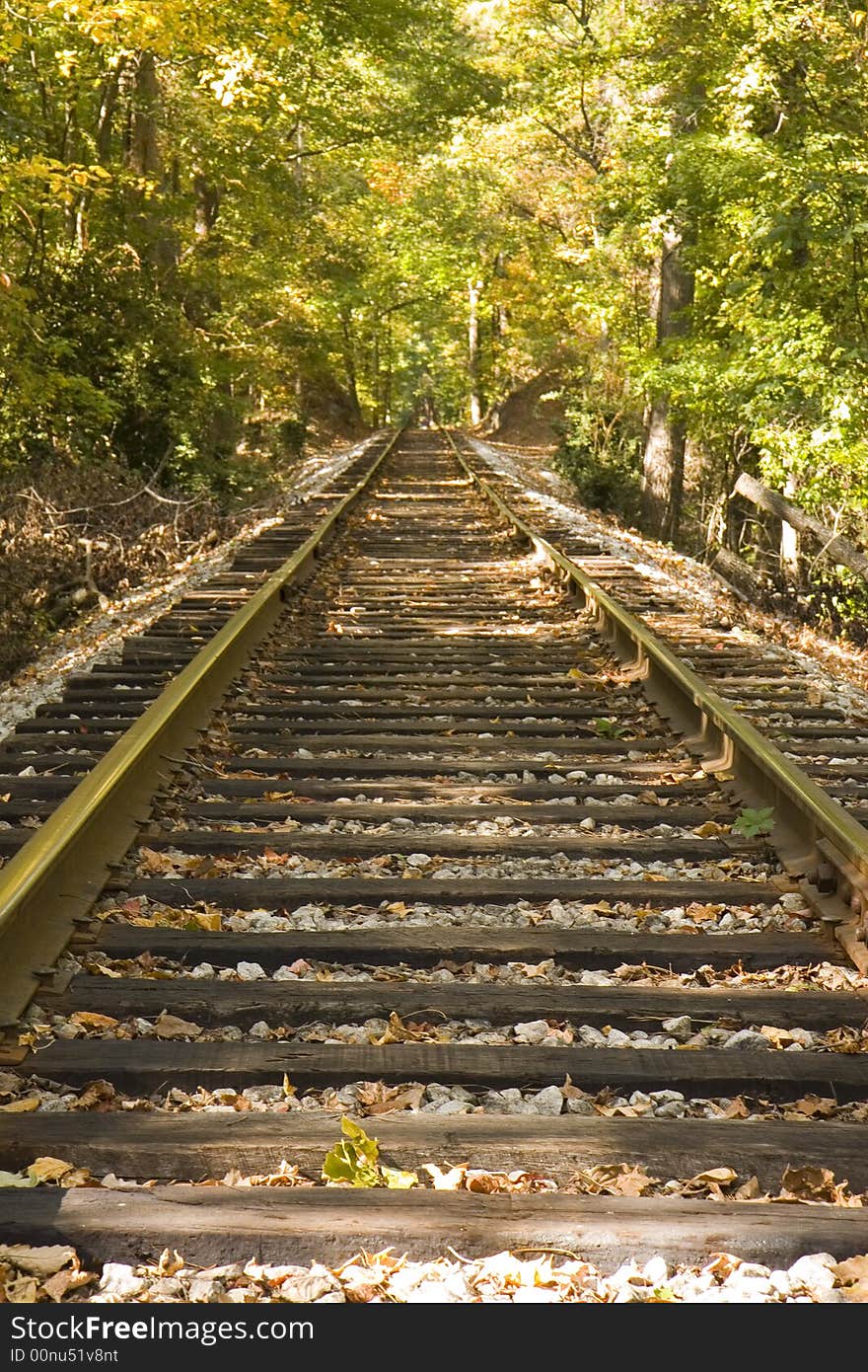 A straight run of railroad tracks disappearing into the forest. A straight run of railroad tracks disappearing into the forest