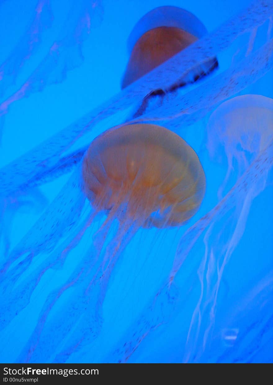 Jelly fish at Sentosa Underwaterworld. Jelly fish at Sentosa Underwaterworld