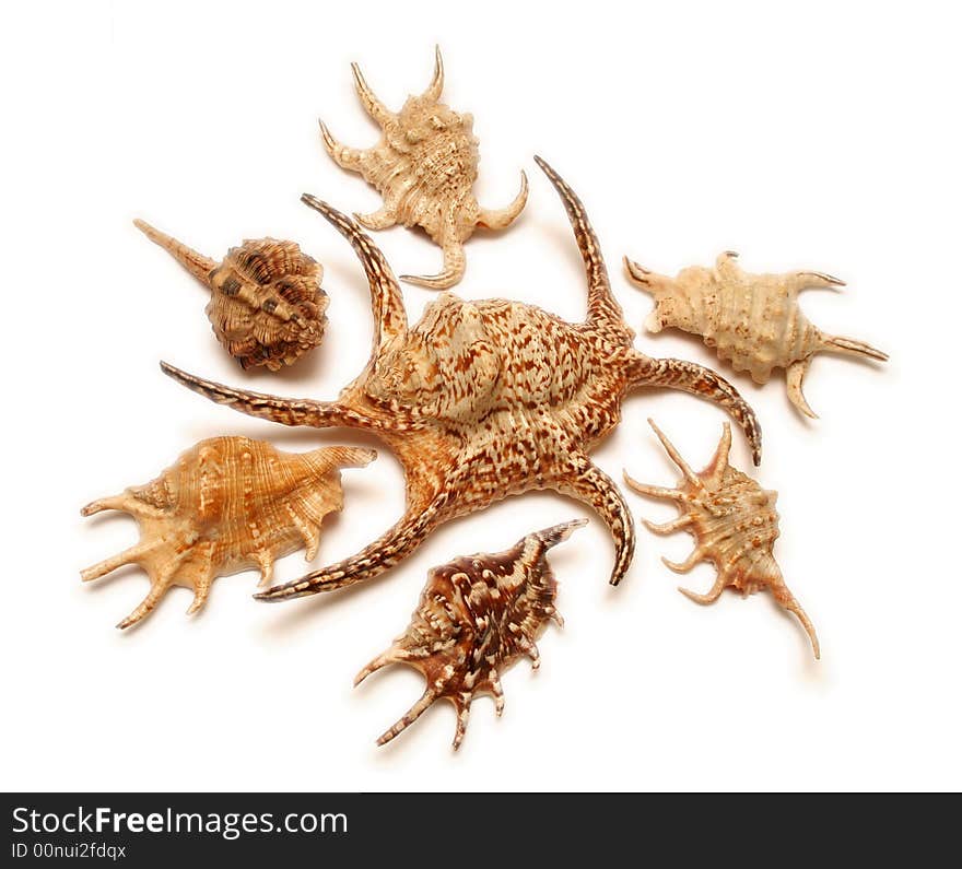 Group of rare seashells against a white background. Group of rare seashells against a white background