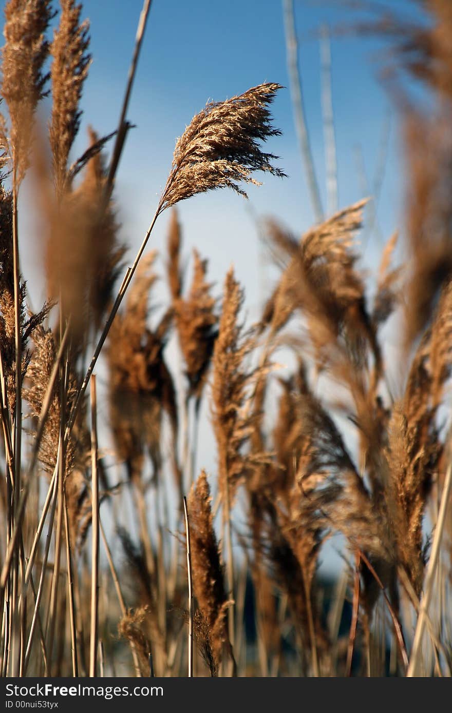 wheat grass in autumn blows in the wind. wheat grass in autumn blows in the wind