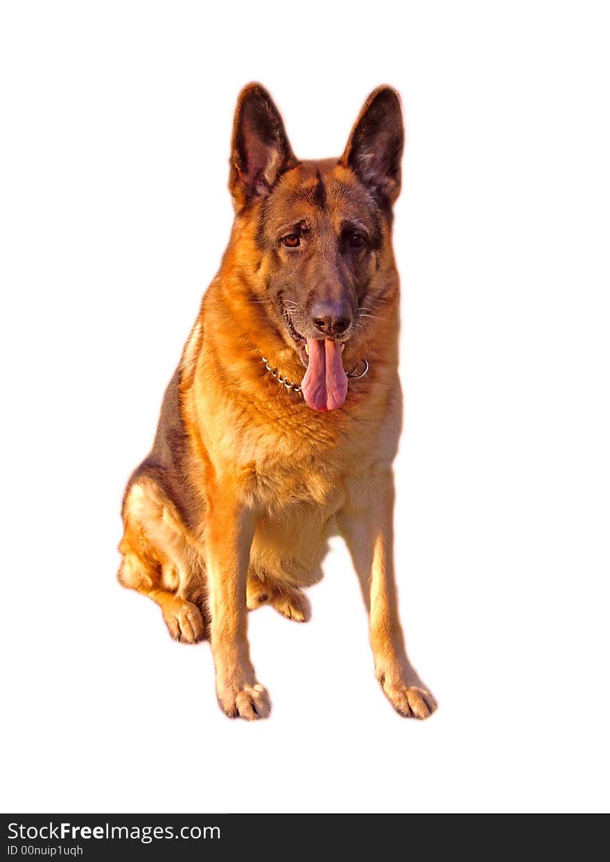 Isolated German Shepherd/Alsatian in a very keen pose. Isolated German Shepherd/Alsatian in a very keen pose