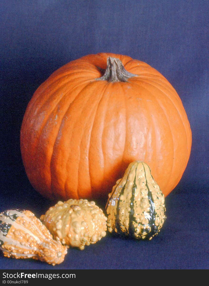 Fall display of a large Pumpkin along with small Gourds.