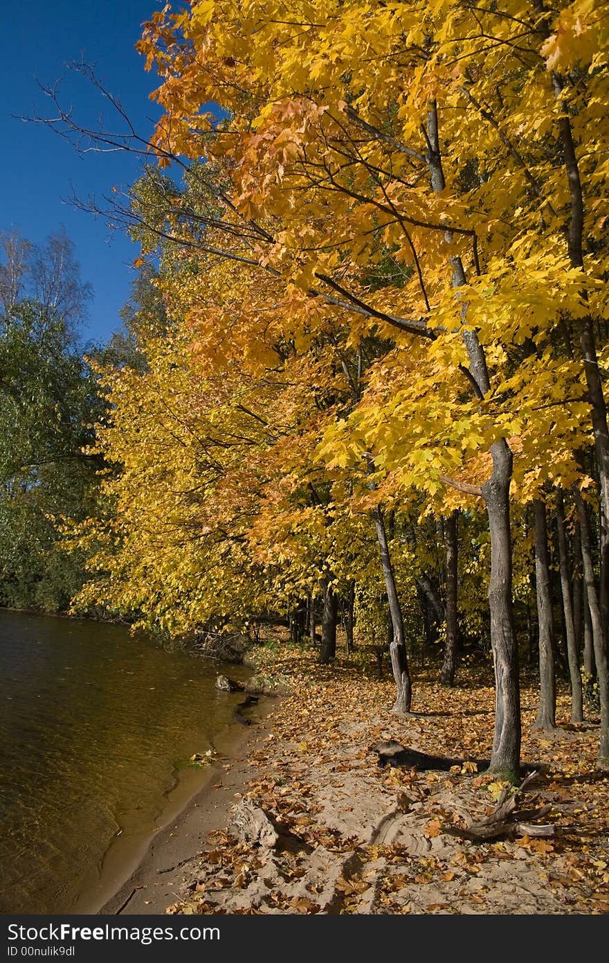 Golden maples on the bank of lake