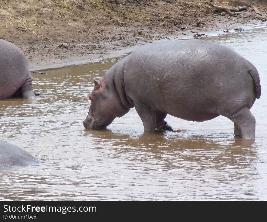 Hippos at Mara river, Kenya