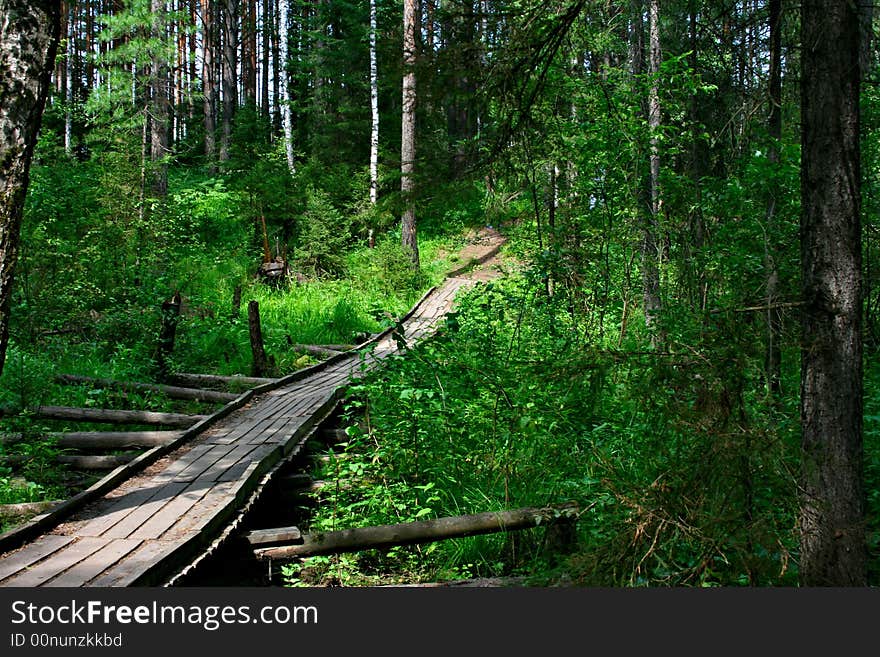 Footbridge In A Forest