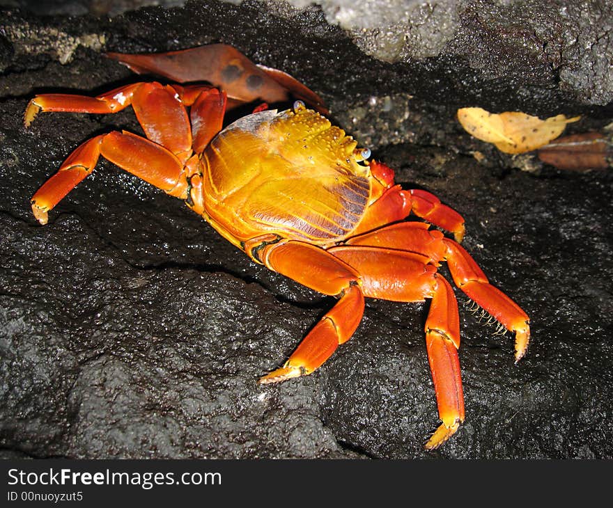 Orange crab