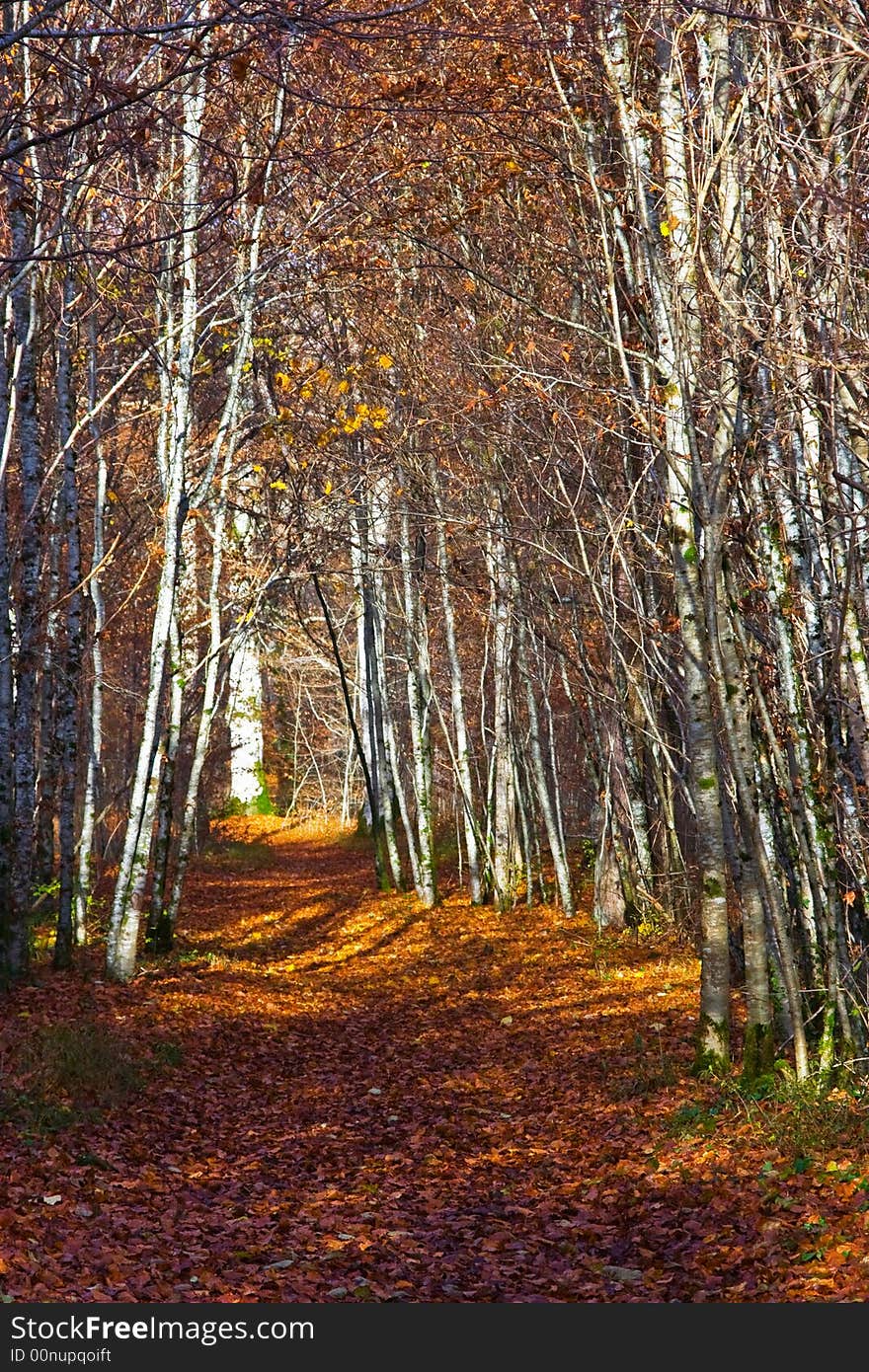 Autumn Forest under the morning light