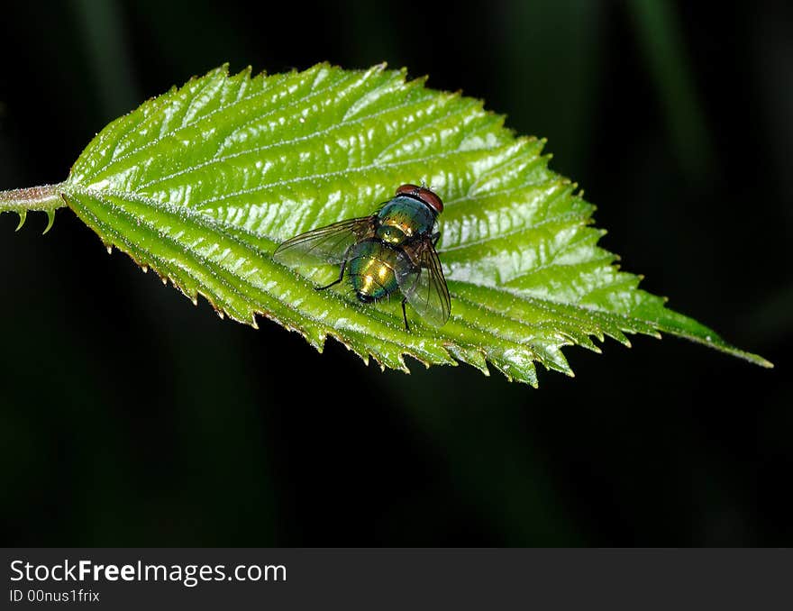 Close up of a fly over leaf