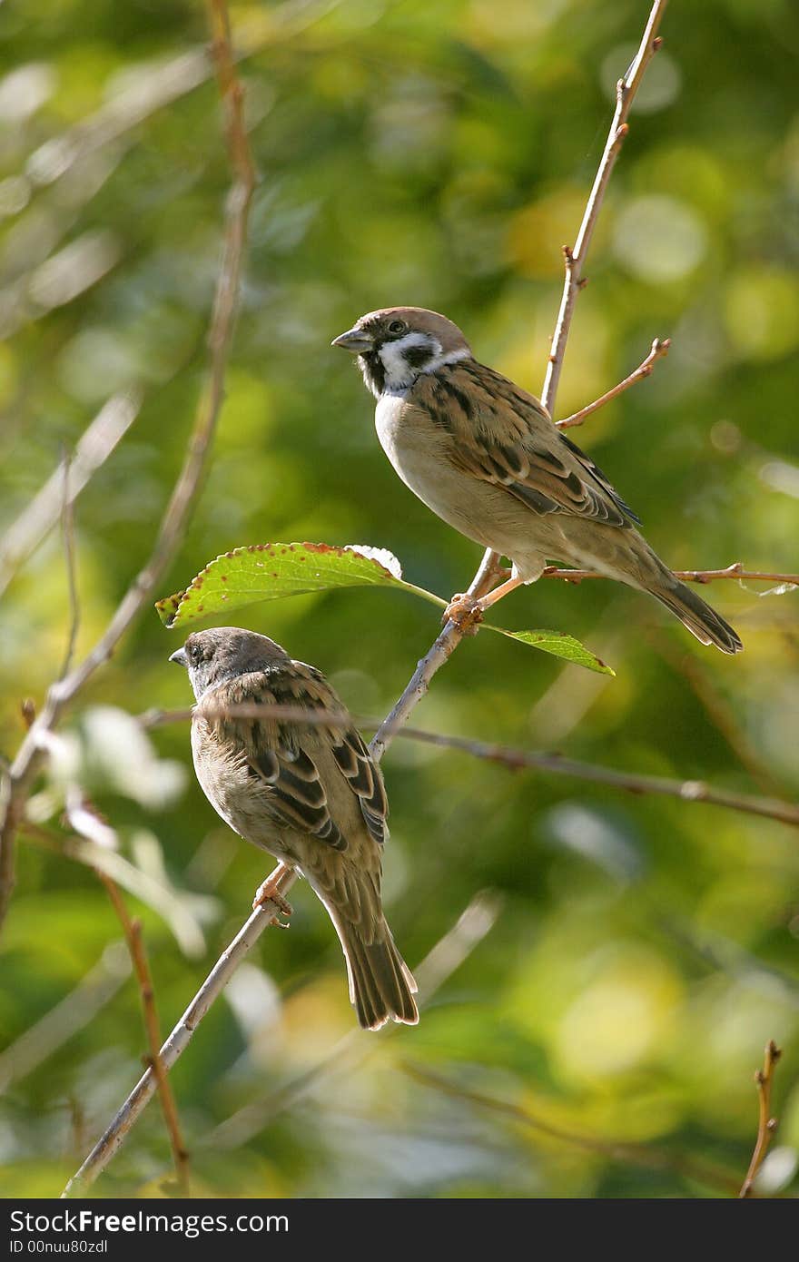 Eurasian Tree Sparrow,  Passer montanus