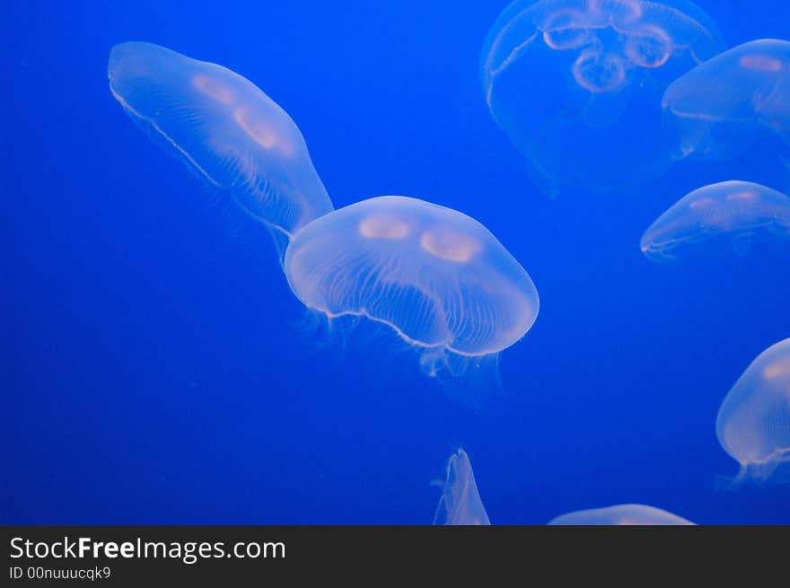 White Jellyfish