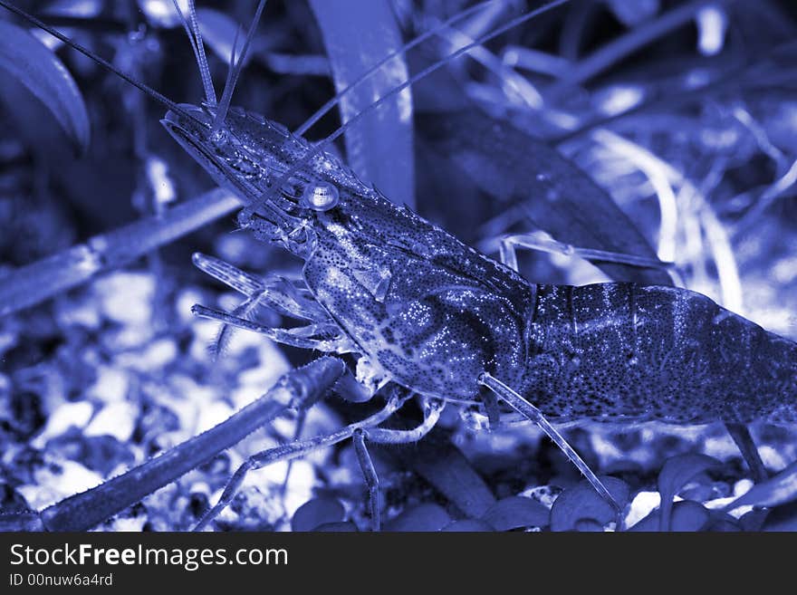 Freshwater exotic shrimp closeup shot toned in blue. Freshwater exotic shrimp closeup shot toned in blue