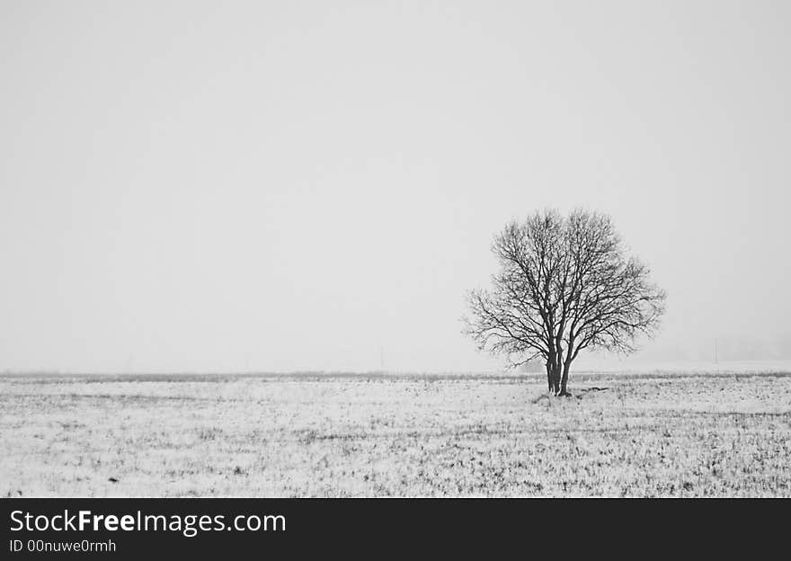 Winter lonely tree