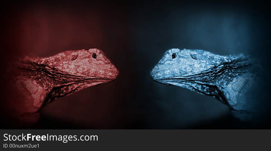 Agama lizards shot in terrarium toned in red and blue. Agama lizards shot in terrarium toned in red and blue