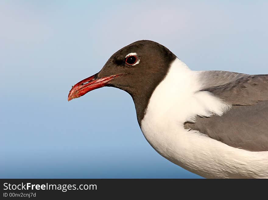 Laughing Gull