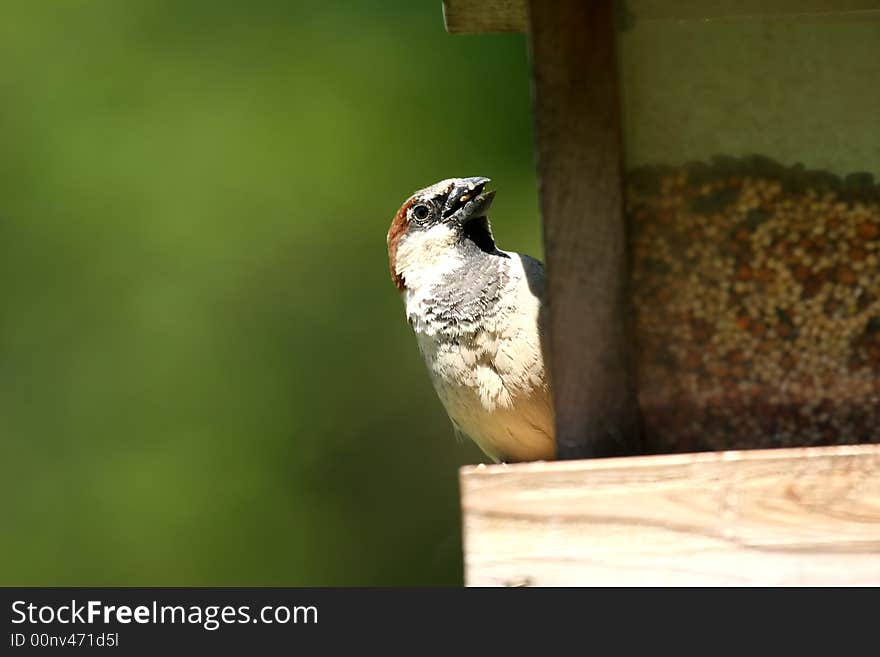 Small Sparrow