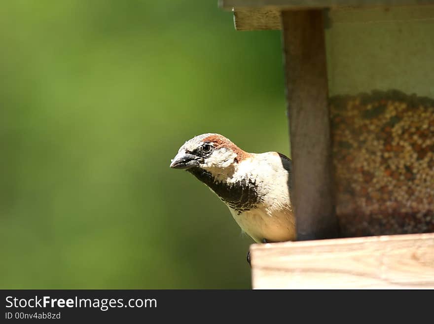 Small Sparrow