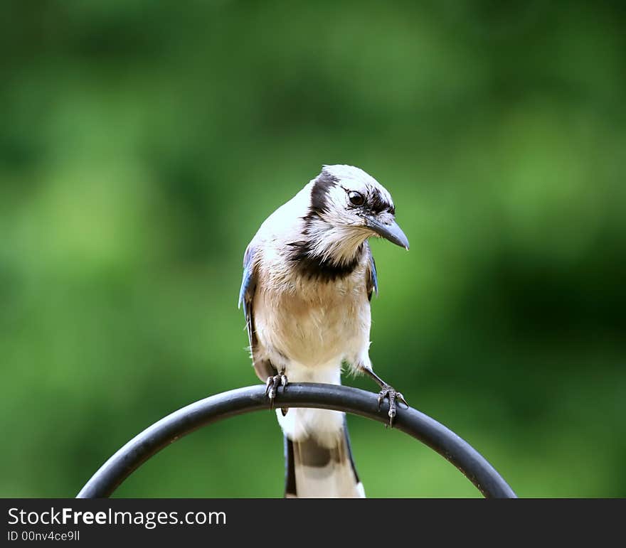 Front view of male Blue Jay Bird