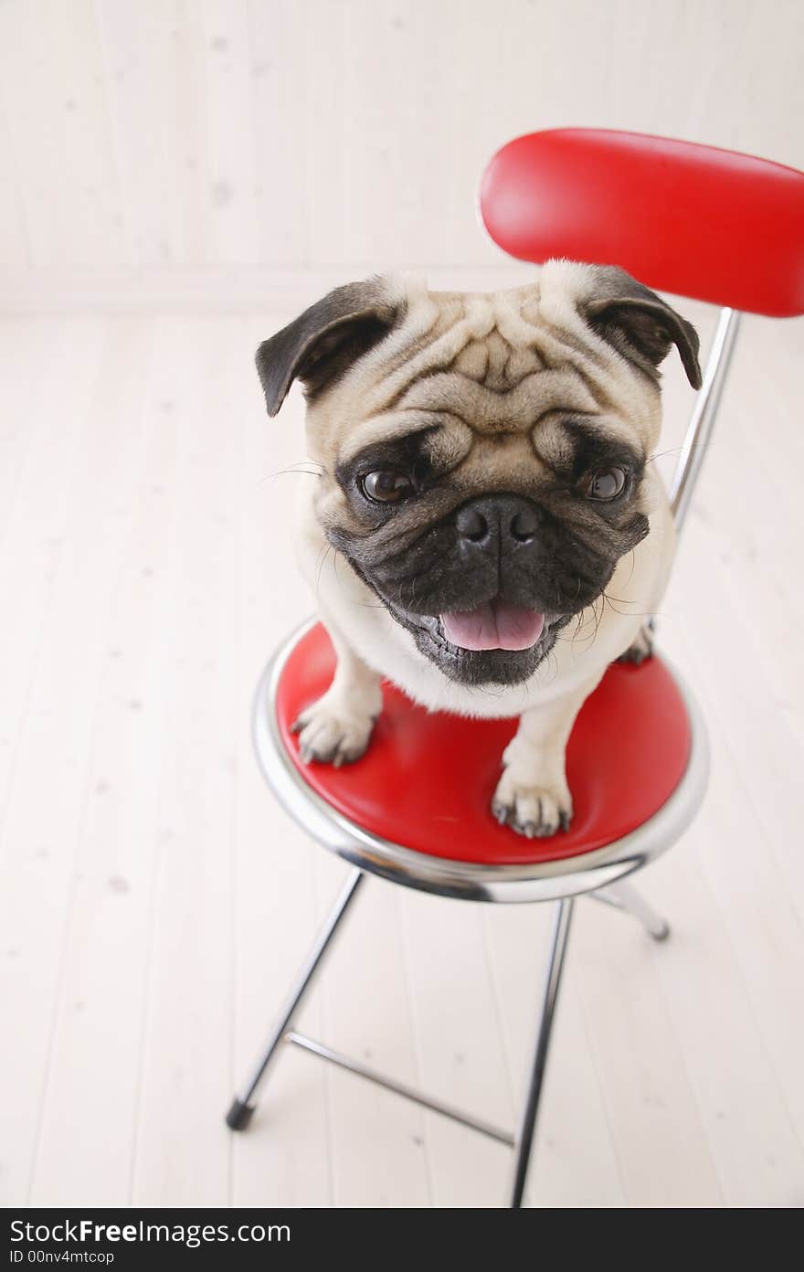 Very nice close up of Puggy Dog sit on red chair with white background