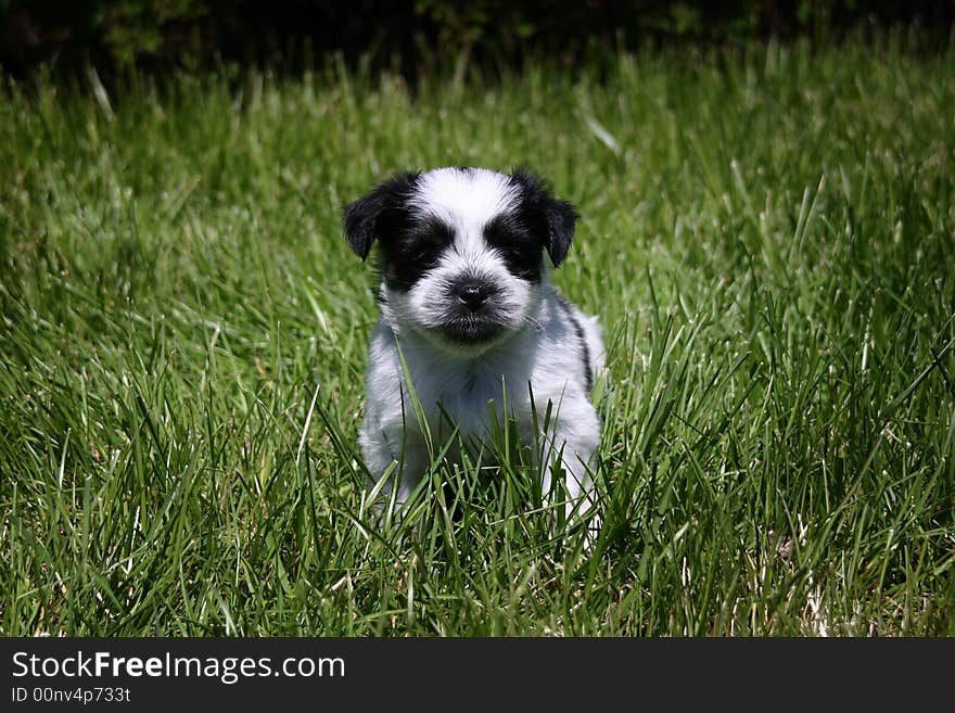 Black and White Puppy walking in grass.