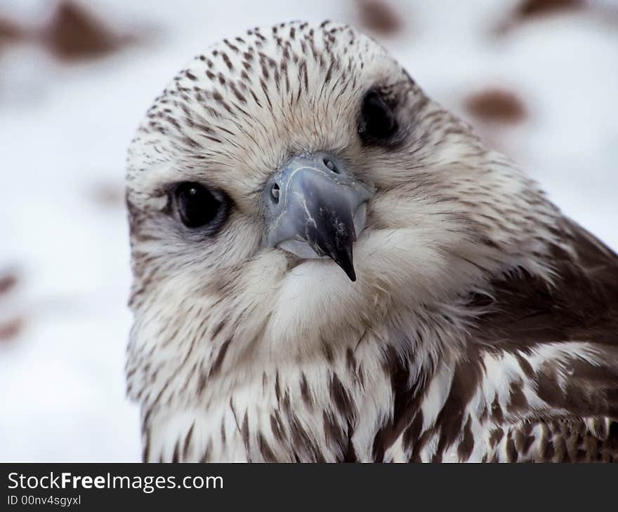 Downy bird with curious eyes and varied plumelets