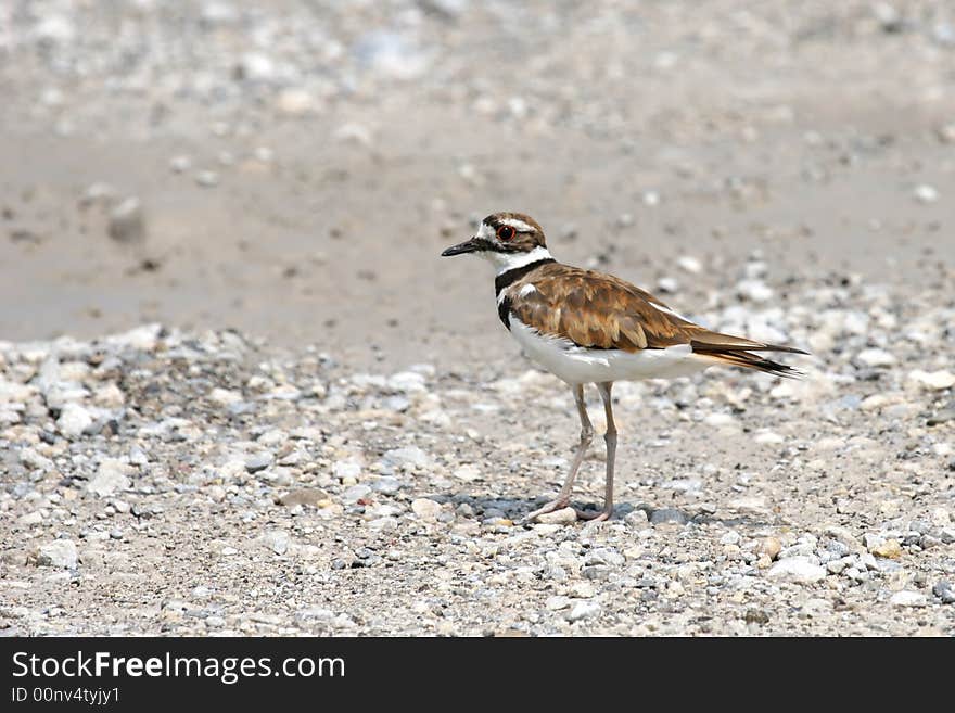 Killdeer