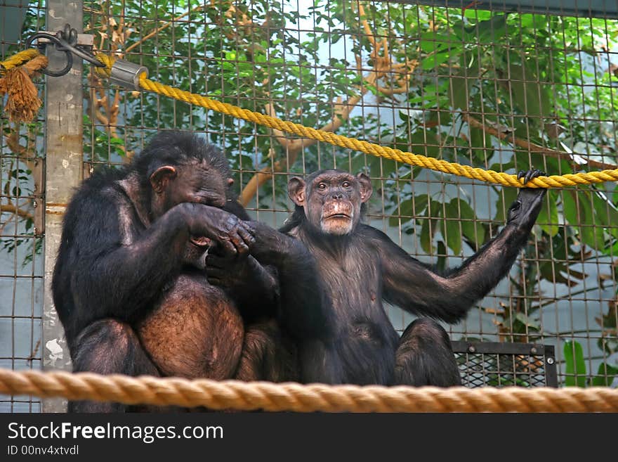 Captive male and female Chimpanzees in a zoo