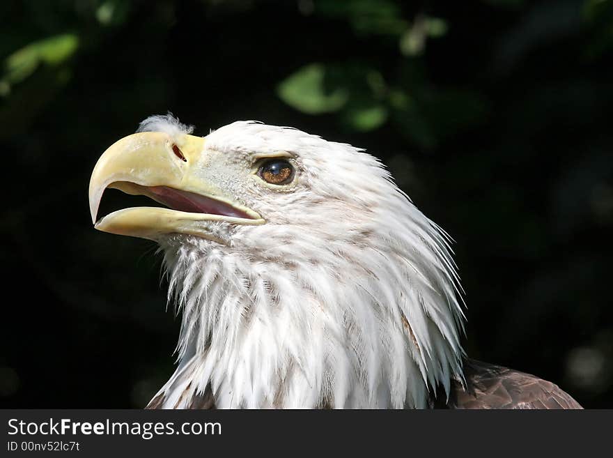 Bald Eagle