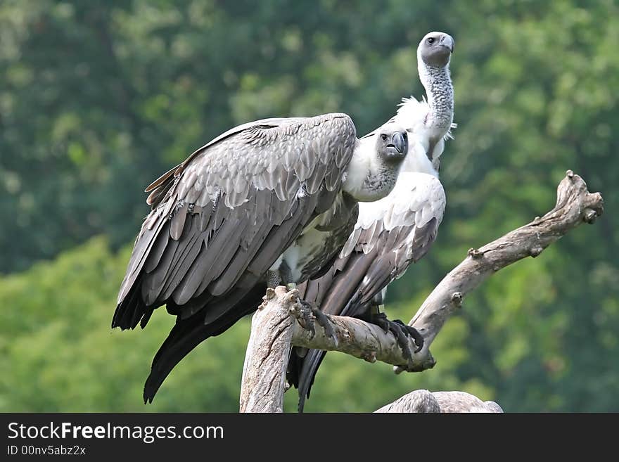 A pair of Vultures perched on a dead tree branch