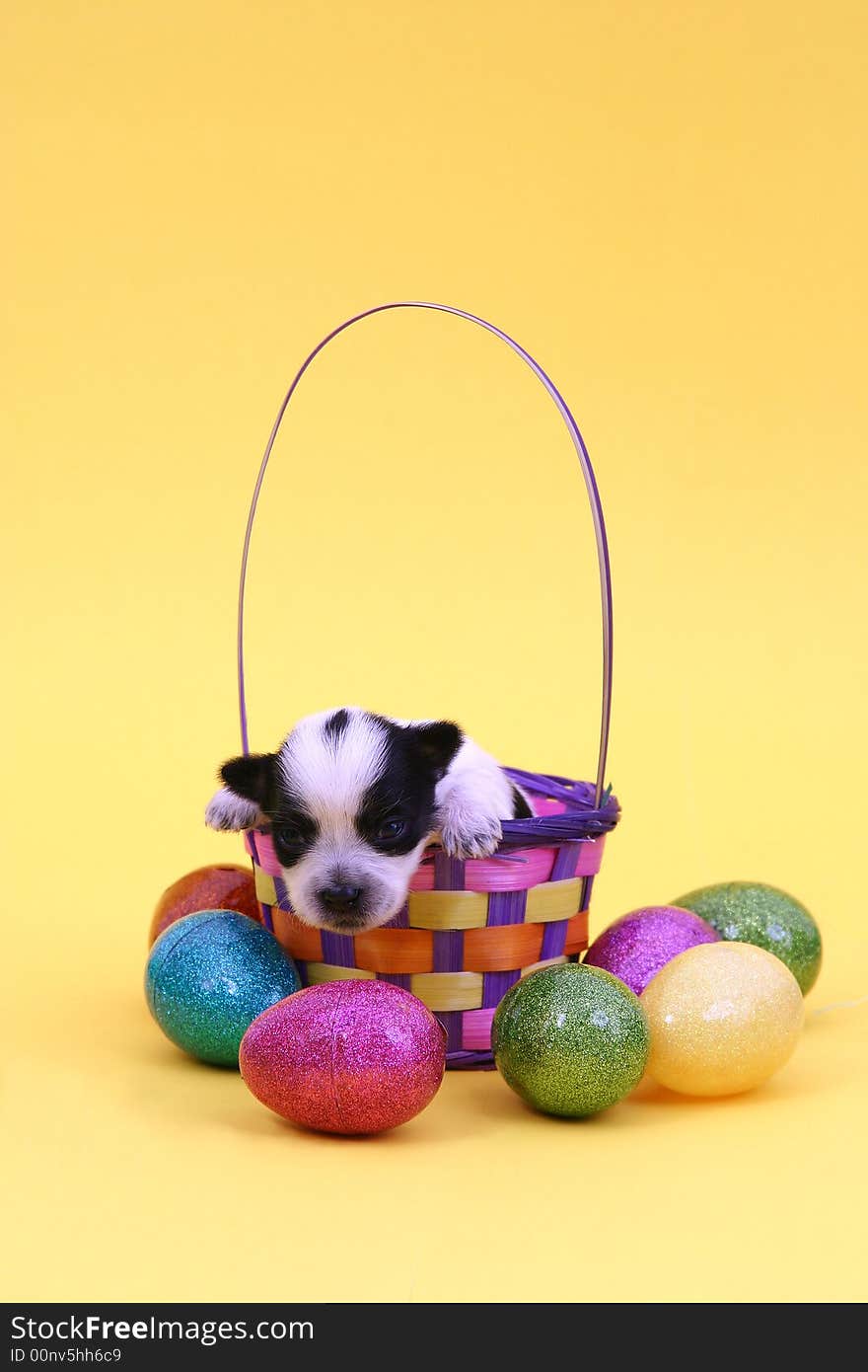 Puppy in an Easter basket with yellow background. Puppy in an Easter basket with yellow background.