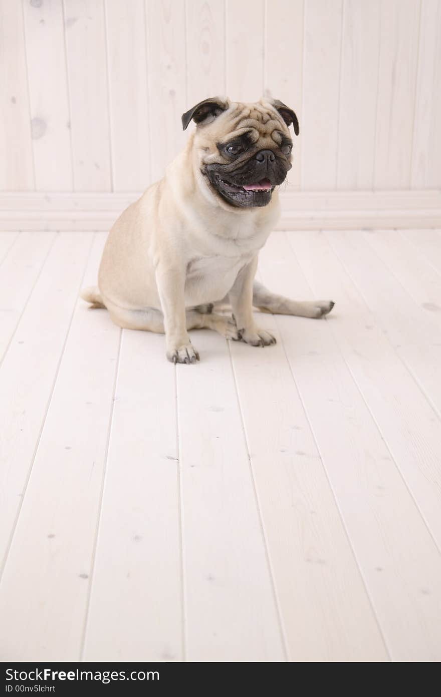 Puggy dog sit on the floor with the most distance photo angule