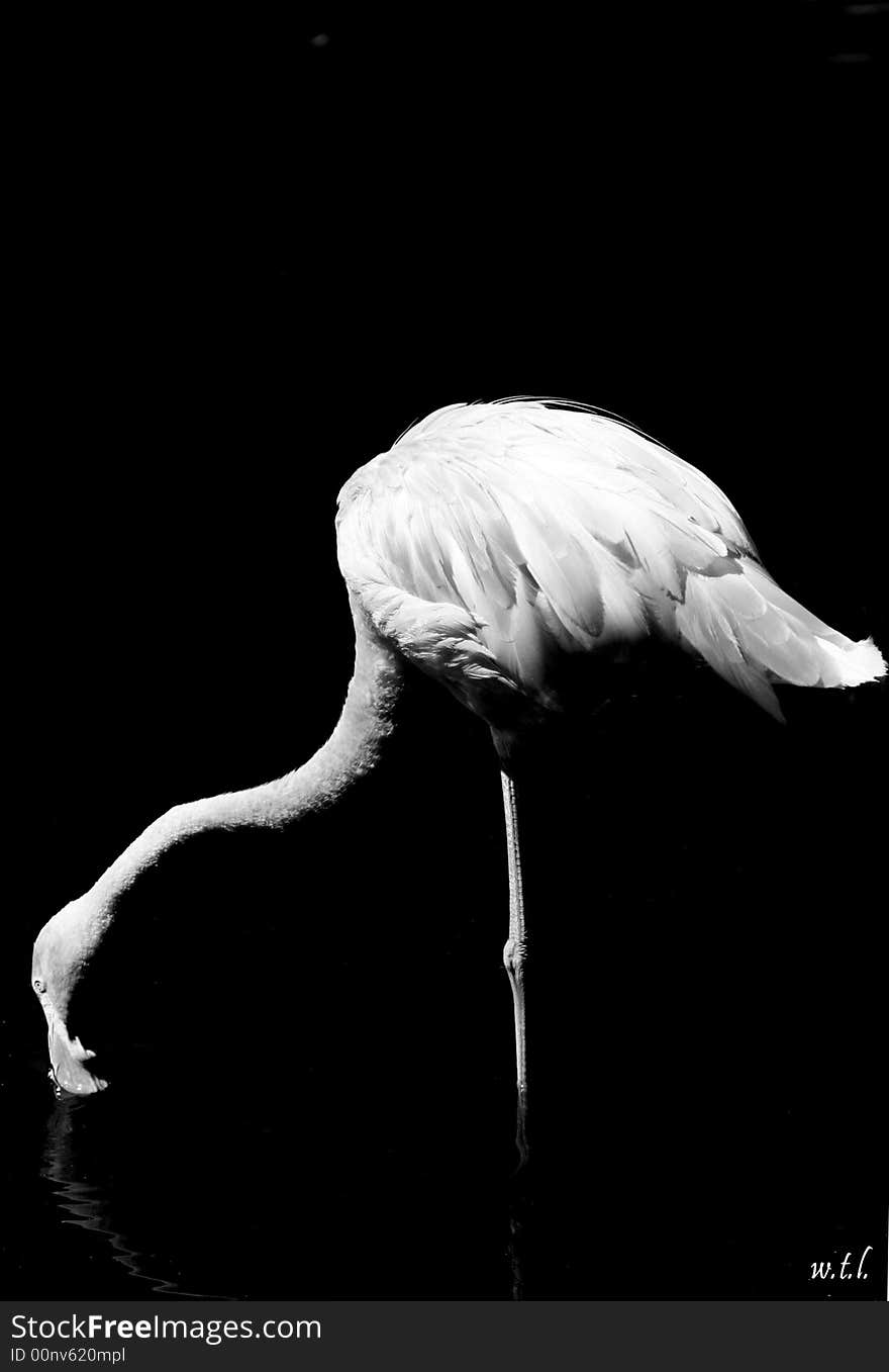 Black and white photo of flamingo. Black and white photo of flamingo