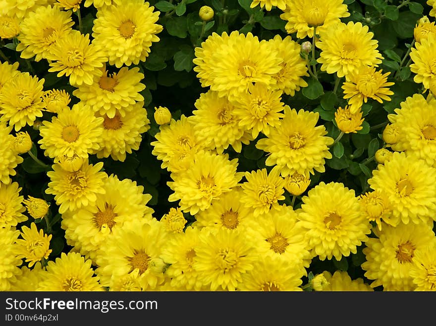 Close picture of a yellow Chrysanthemum plant